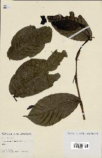 spécimen de Coccoloba venosa