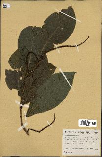 spécimen de Coccoloba venosa