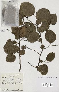 spécimen de Coccoloba leoganensis