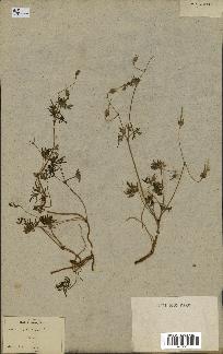 spécimen de Geranium columbinum