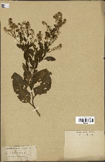 spécimen de Lepidium latifolium