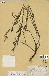 spécimen de Oenothera mollissima