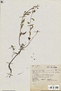 spécimen de Oenothera rosea