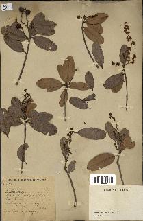 spécimen de Buchanania siamensis