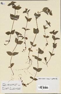 spécimen de Lysimachia nemorum