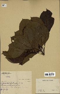 spécimen de Timonius sp.