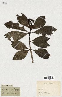 spécimen de Psychotria grandifolia