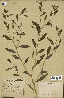 spécimen de Sphenoclea zeylanica