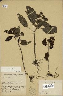 spécimen de Sarcopyramis nepalensis