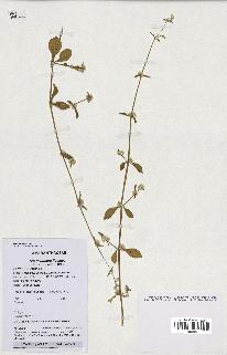 spécimen de Alternanthera ficoidea