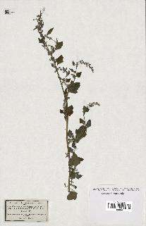 spécimen de Chenopodium opulifolium