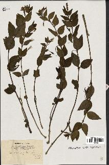 spécimen de Vinca difformis