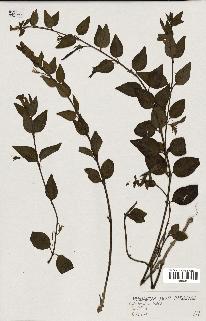 spécimen de Vinca difformis