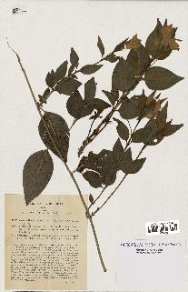 spécimen de Vinca difformis