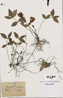 spécimen de Vinca minor