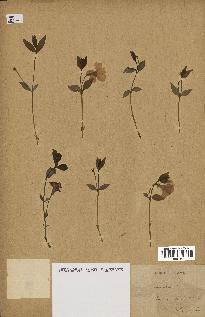 spécimen de Vinca minor