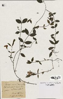 spécimen de Vinca minor