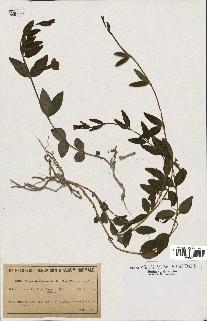 spécimen de Vinca herbacea