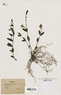 spécimen de Vinca herbacea