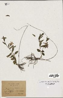 spécimen de Vinca herbacea