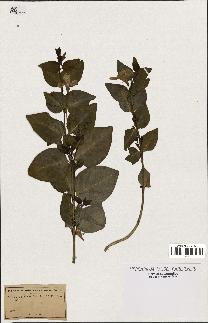 spécimen de Vinca acutiflora