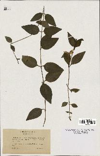 spécimen de Vinca acutiflora