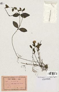 spécimen de Vinca minor