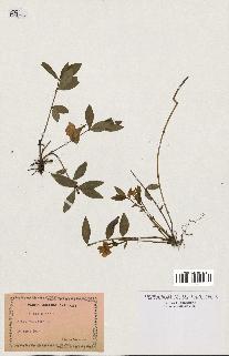 spécimen de Vinca minor