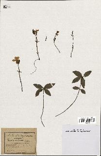 spécimen de Vinca minor