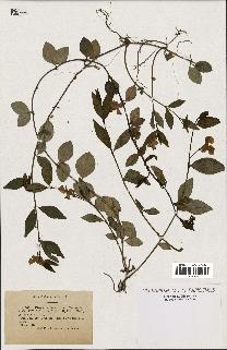 spécimen de Vinca minor