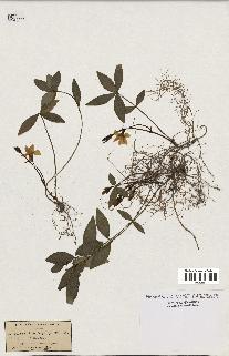 spécimen de Vinca minor