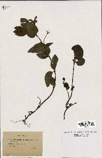 spécimen de Vinca minor