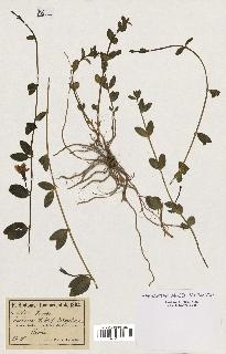 spécimen de Vinca herbacea