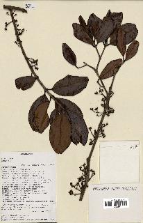 spécimen de Eugenia sp.