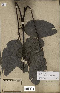 spécimen de Cupaniopsis oedipoda