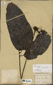 spécimen de Cupaniopsis oedipoda