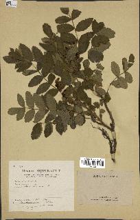 spécimen de Rhus coriaria