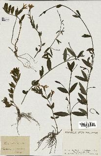 spécimen de Vinca herbacea