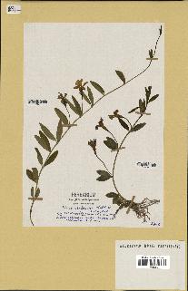 spécimen de Vinca herbacea