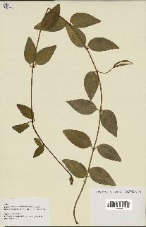 spécimen de Vinca difformis