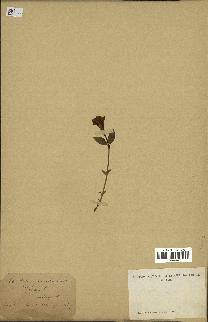spécimen de Vinca minor