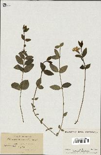 spécimen de Vinca minor