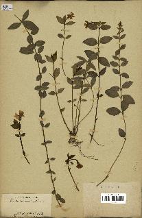 spécimen de Vinca minor