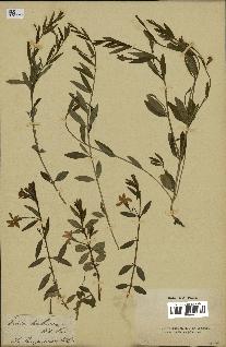 spécimen de Vinca herbacea