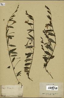 spécimen de Vinca herbacea
