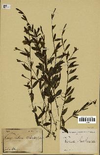 spécimen de Vinca herbacea