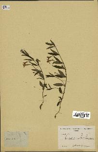 spécimen de Vinca herbacea