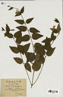 spécimen de Vinca difformis