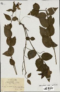 spécimen de Vinca difformis