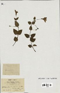 spécimen de Vinca difformis